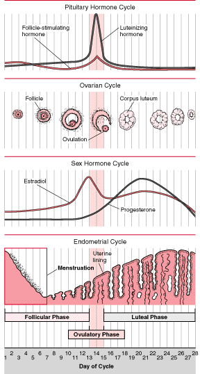 Your Menstrual Cycle and PCOS (Polycystic Ovarian Syndrome)